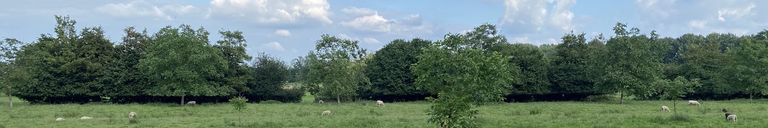 Hoe is het eigenlijk met Nellie?